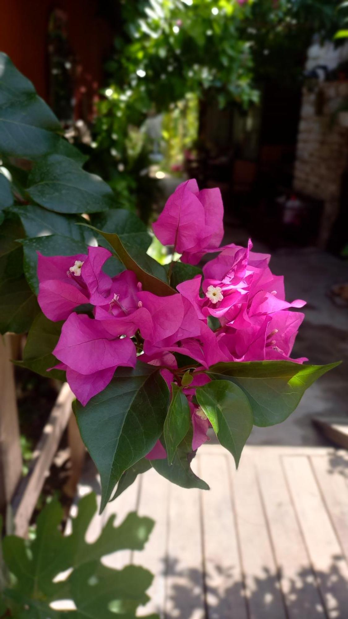 Demeter Rose Stonehouse Pansion Apartment Antalya Luaran gambar